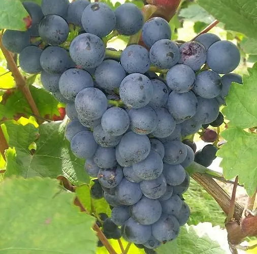 Kuehn's Gaestehaus 게스트하우스